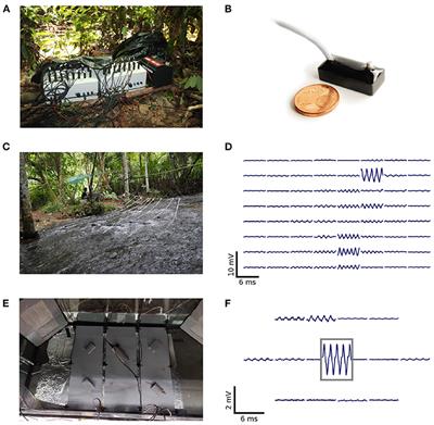 Advances in non-invasive tracking of wave-type electric fish in natural and laboratory settings